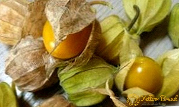 How to plant and grow Physalis