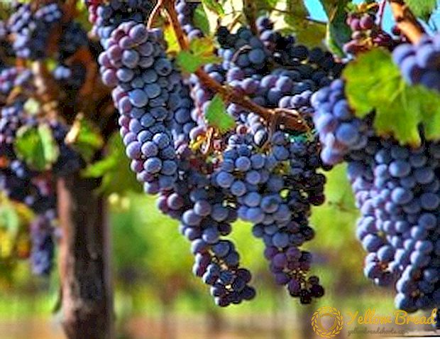 Tips voor het juiste oogsten van druiven in de herfst