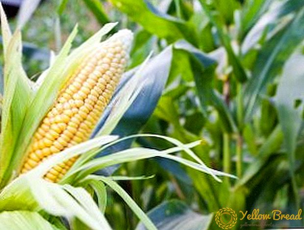 Hoe maïs te behandelen met herbiciden