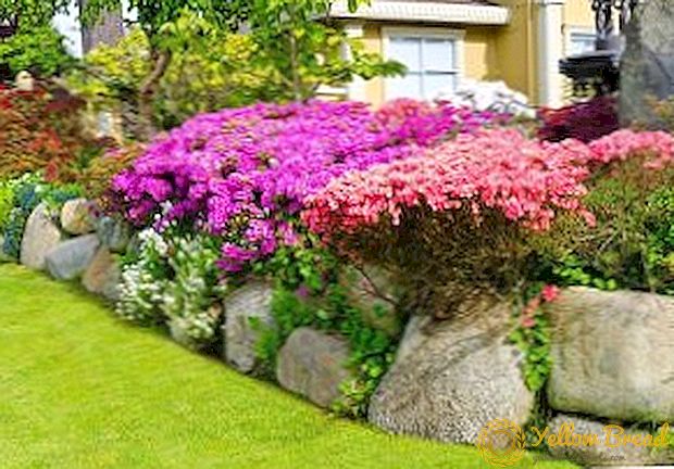 Choosing the best flowering shrubs to give