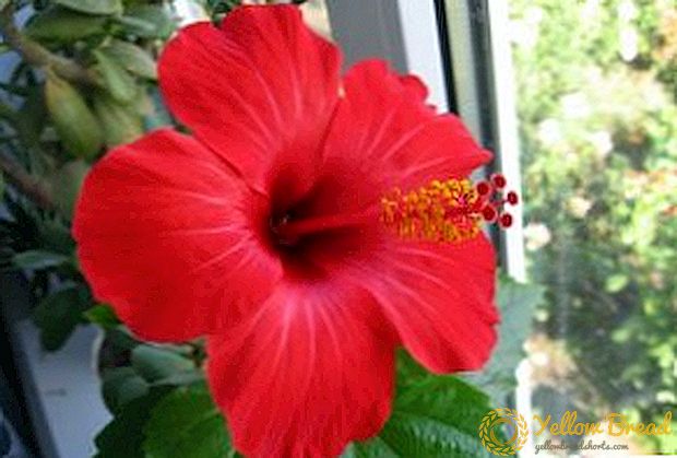 Why hibiscus is called the flower of death