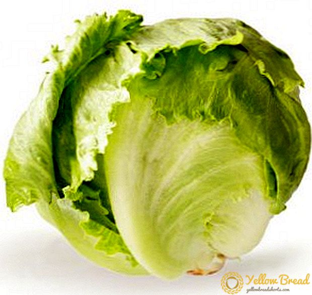 The use of iceberg lettuce: the benefits and harm to the human body