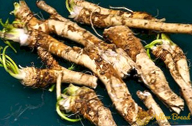 குளிர்காலத்தில் சமையல் அறுவடை horseradish