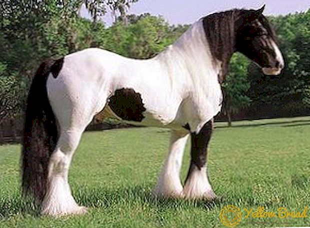 Shire Horse Breeds: Bilder, Beskrivelse, Feature