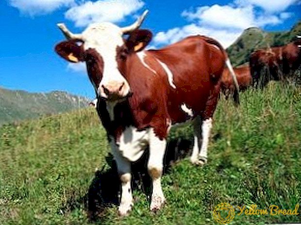 Карактеристики на молзење крава за да се добие висок принос на млеко