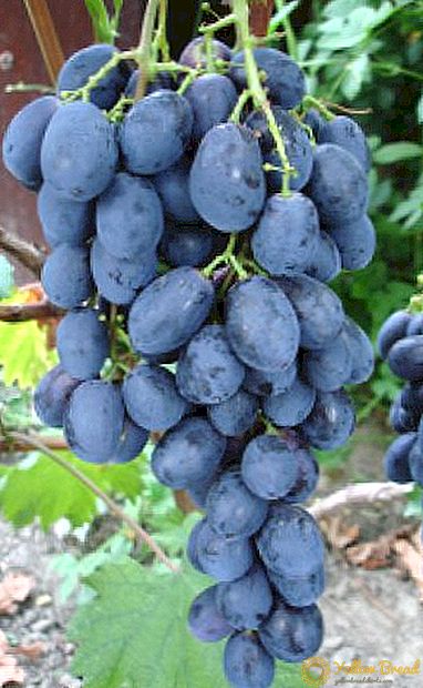 Anggur Burdaka AV: bentuk terbaik, petua penjagaan dan penanaman