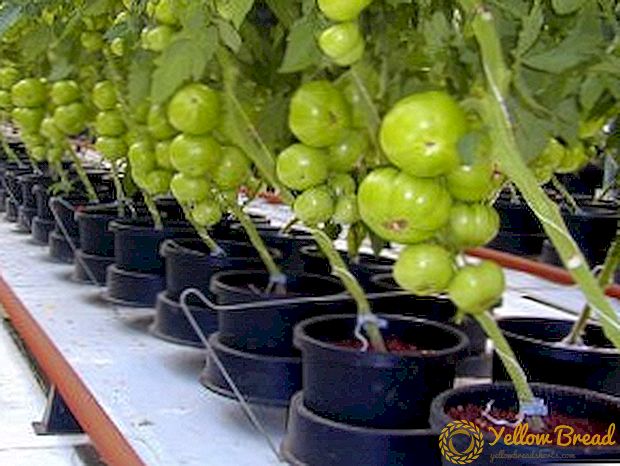 Ki jan yo grandi tomat nan hydroponics