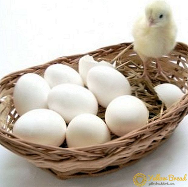 Kandungan ayam di musim dingin: cara meningkatkan produksi telur