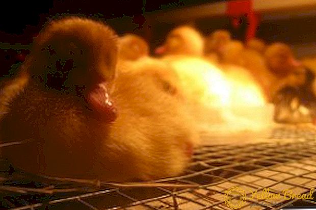 Masharti na masharti ya kukua ducklings katika incubator