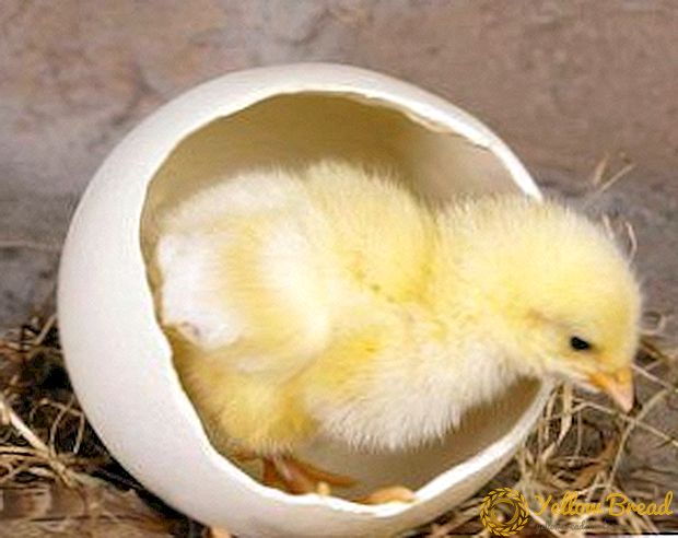 Ciri-ciri operasi inkubator ayam yang ideal