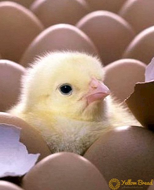 We kweken kippen in een incubator
