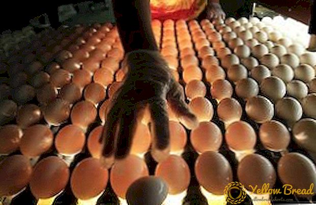 Hvordan velge en inkubator for egg: egenskapene til de beste