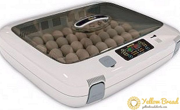 Wie wählt man den richtigen Inkubator für Zuhause?