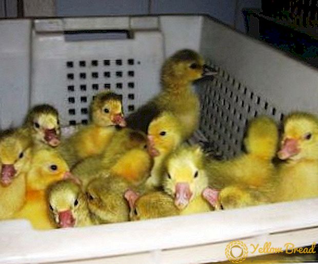 איך לגדל goslings באינקובטור