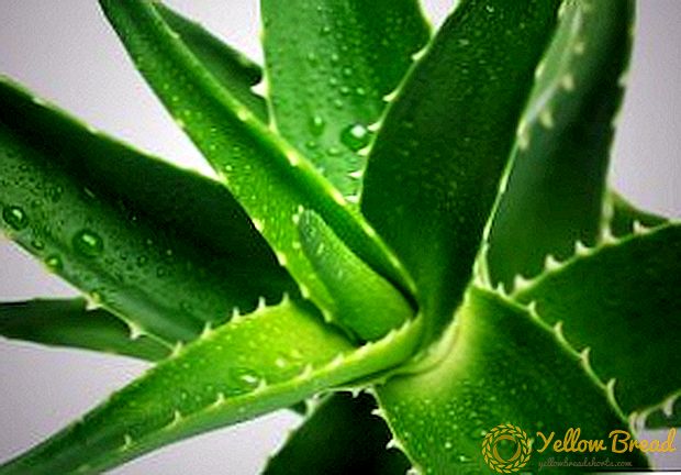 The use of aloe in traditional medicine