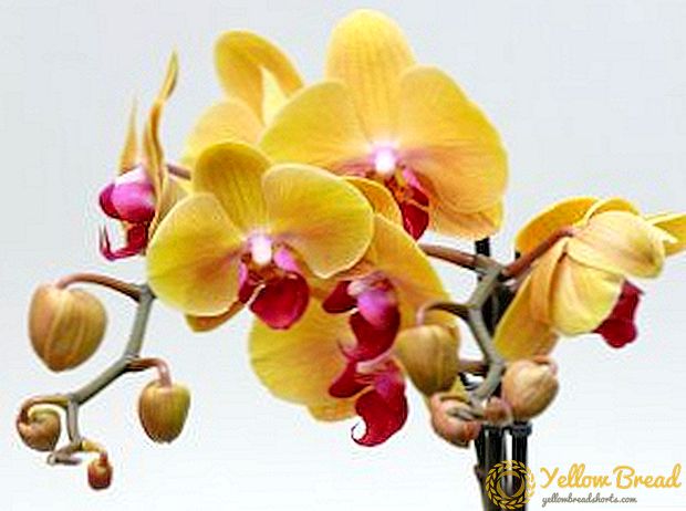 Orquídeas que crecen: como propagarse a orquídea na casa