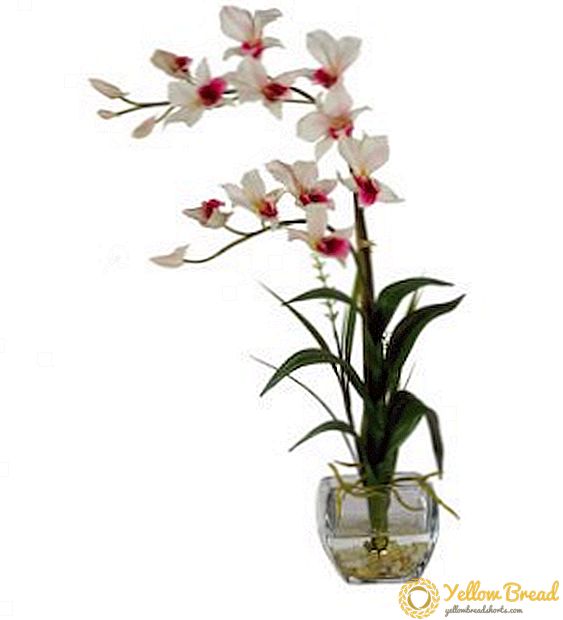 A népszerű orchidea fajok leírása és képei Dendrobium