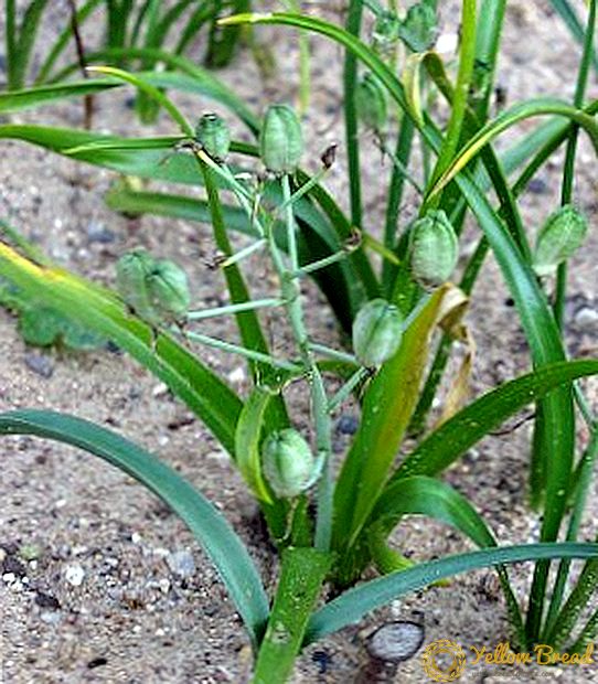 ميزات زراعة البصل الهندي: الوصف ، الرعاية ، الاستخدام