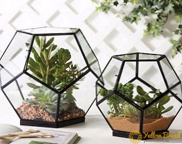 Florarium tự mình làm thế nào: làm thế nào để làm cho một mini-vườn trong kính