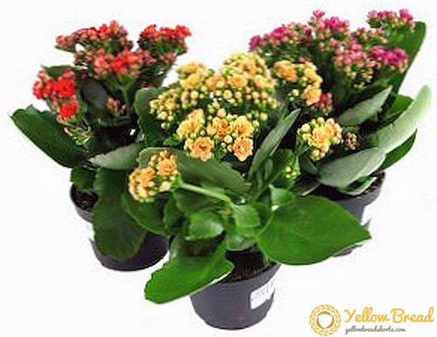 How to care for Kalanchoe Kalandiva: planting and growing plants at home