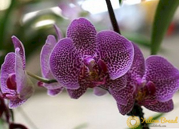 Wie pflegt man Phalaenopsis Orchidee?
