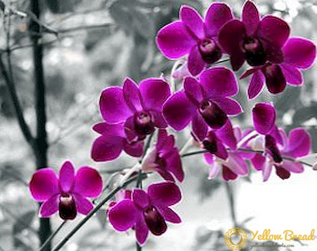 Hvordan man vælger en gryde til orkideer