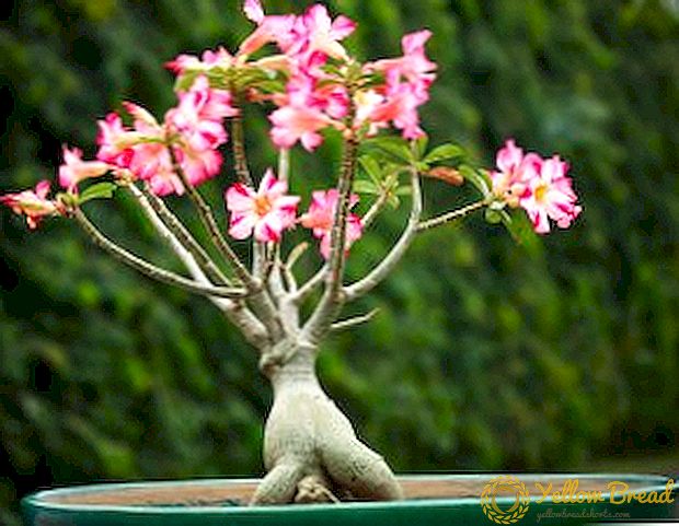 How to grow adenium from seed: recommendations of experienced flower growers