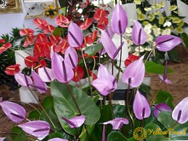 Wie man Anthurium anbaut, die Regeln des Wachsens und der Pflege einer Blume