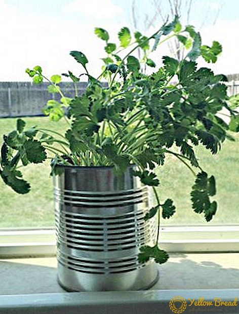 Hvordan vokse koriander på vinduskarmen, tips om planting og omsorg for en plante hjemme