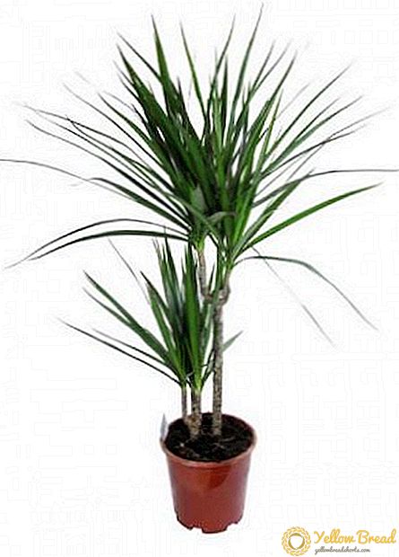 How to grow indoor dracaena, especially the care of an exotic plant