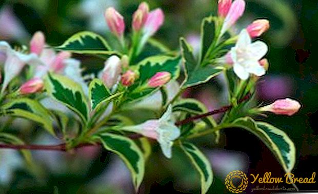 How to grow weigela in your room, planting and caring for a plant
