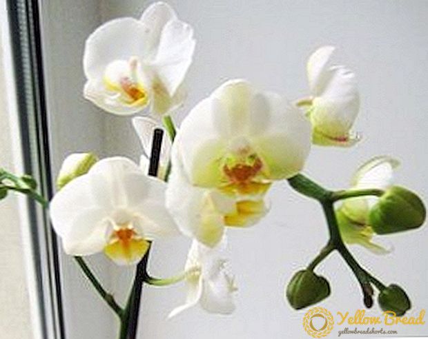 Hoe een orchidee te laten bloeien