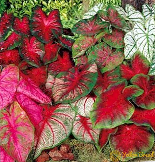 Hoe Caladium thuis te planten en te kweken, tips voor het verzorgen van een tropische plant
