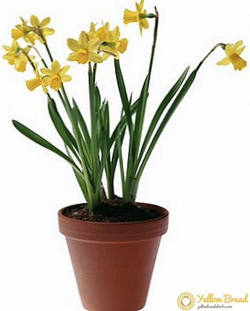 How to plant and grow a daffodil in a pot
