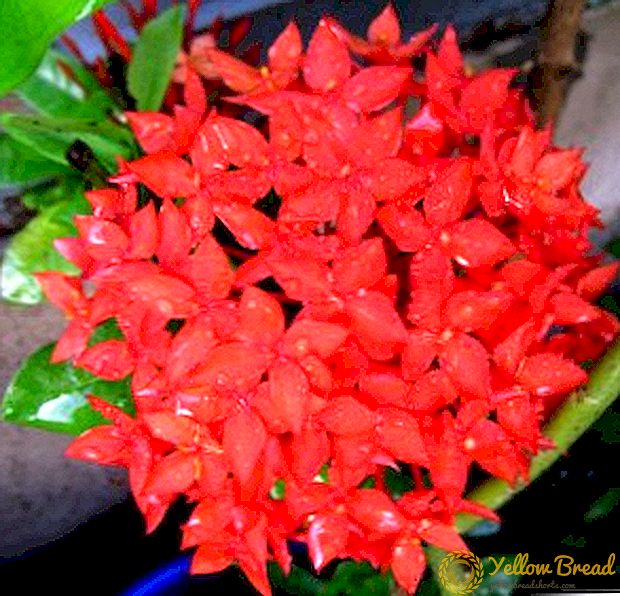 How to plant and grow ixora in your home