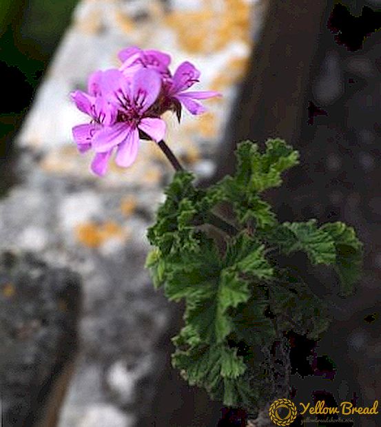 How to properly cut and pinch geranium for lush flowering