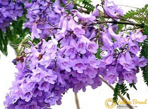 Jacaranda, of violette boom: tuis groei