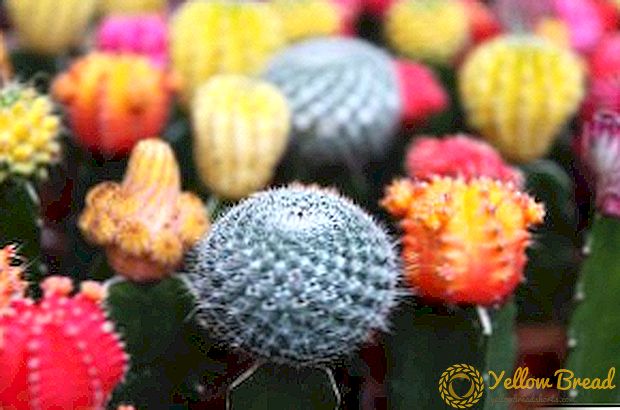 List of cacti for home breeding