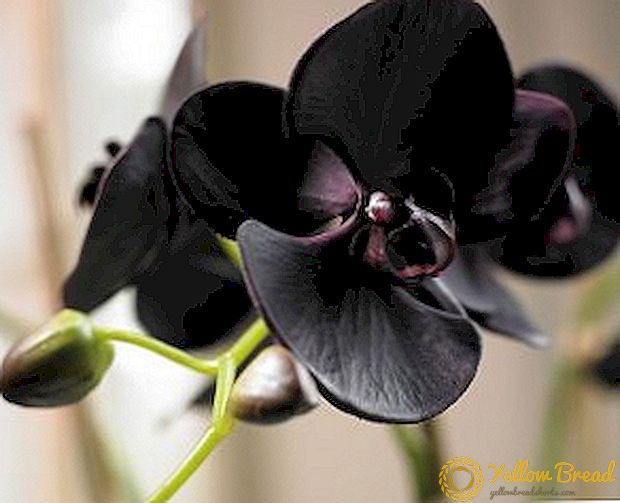 Populaire variëteiten van zwarte orchideeën, vooral de teelt van een exotische bloem