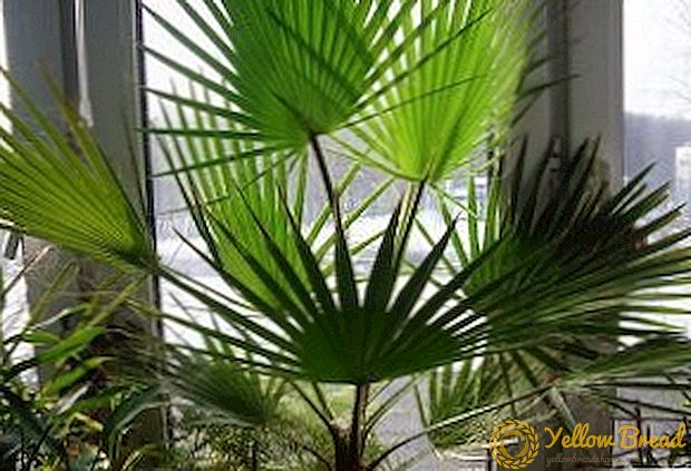 Proper care of your home palm: general recommendations