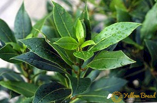 Reproduction of laurel cuttings: harvesting, rooting, planting and care