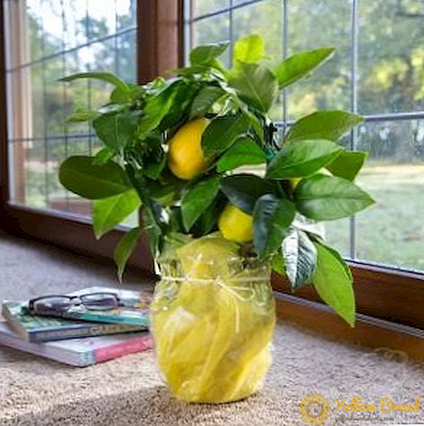 Rules for planting and caring for lemon at home