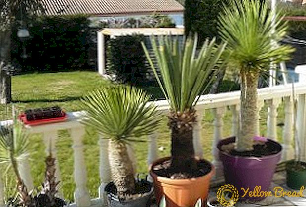 10 most common types of yucca