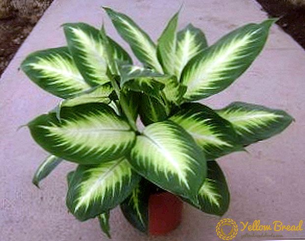The main diseases of dieffenbachia and their treatment (with photo)