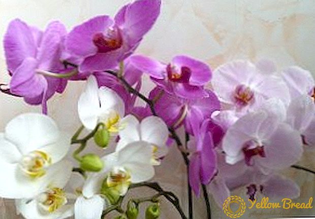 The orchid- ը ծաղկում է. Ինչ անել սլաքի հետ, հատկապես ծաղկաբուծության արդյունքում խոլորձի խնամքը