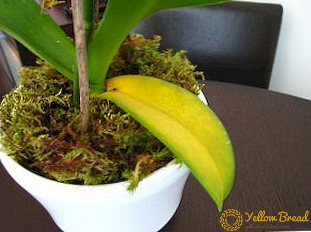 Орхидеи се претвори жолти лисја: што да направам и како да ја дознаете причината за пожолтување