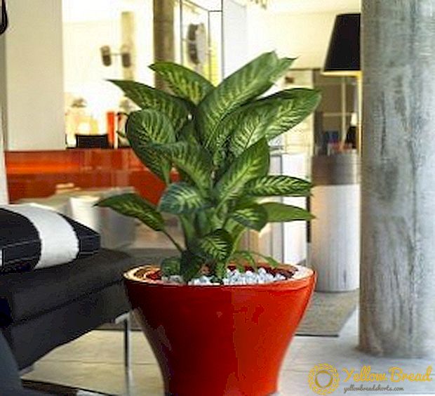Säännöt dieffenbachian istuttamiseen ja säilyttämiseen, kuinka kasvaa trooppinen kasvi omassa huoneessasi