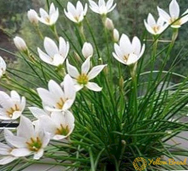 Zefirantes (upstart flowers): paano pag-aalaga