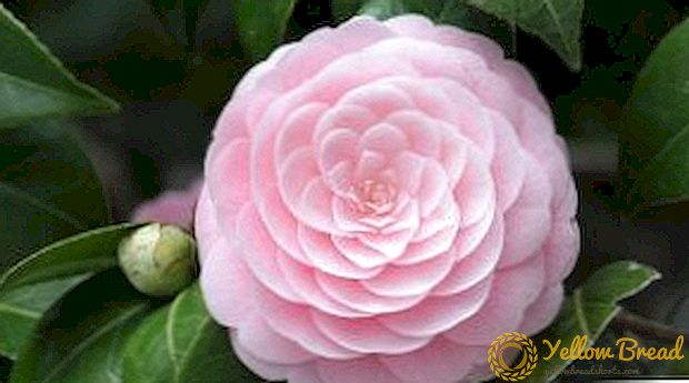 Sorotan penanaman dan penjagaan taman camellia