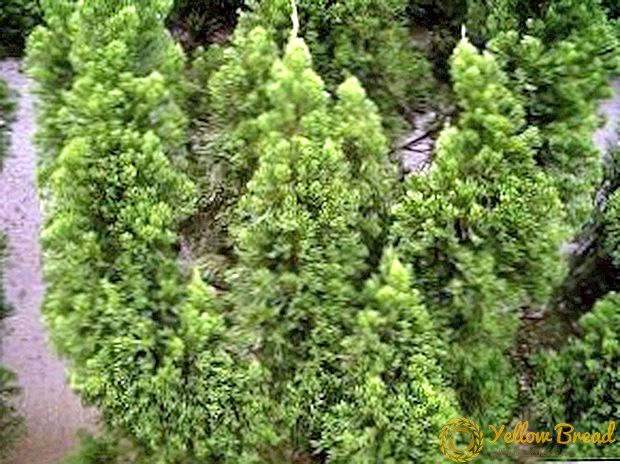Varietas juniper Cina yang populer dan foto-foto mereka